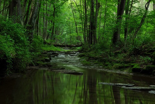 Horshoe Bend Preserve, Hunterdon Land Trust, Hunterdon County, NJ 06 11 (7908SA).jpg